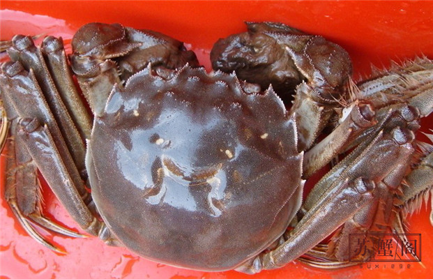 阳澄湖大闸蟹