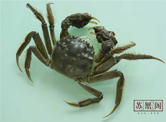 阳澄湖大闸蟹